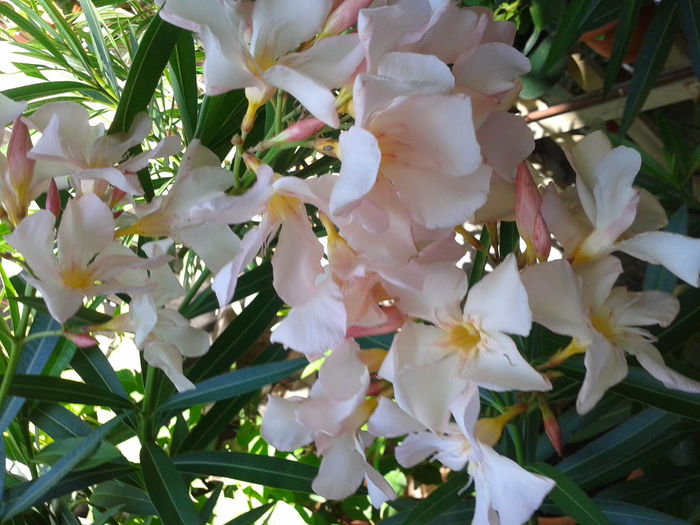 Fotografie0124_2 - LEANDRI