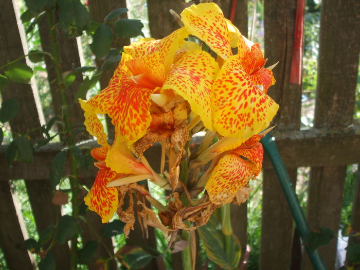  - CANNA INDICA 2016