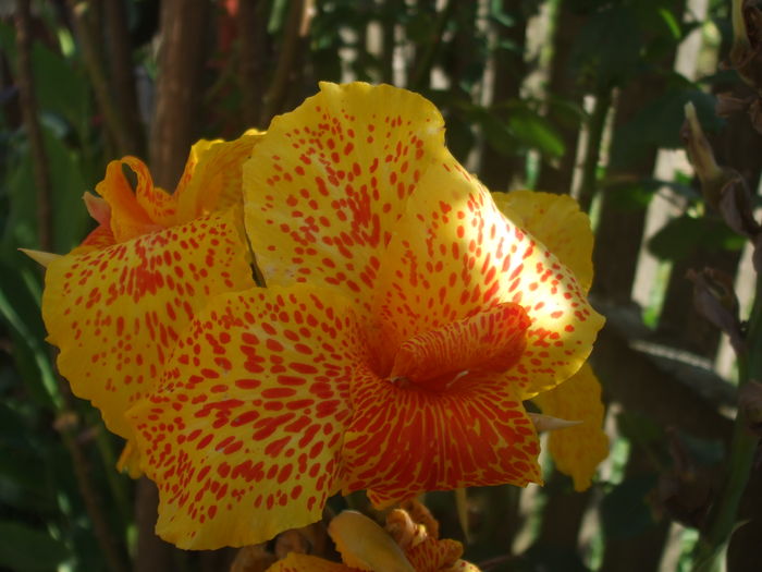  - CANNA INDICA 2016