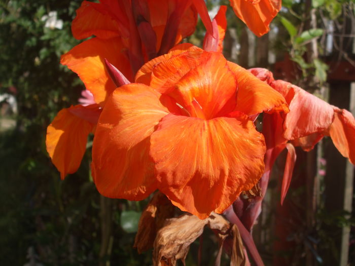  - CANNA INDICA 2016