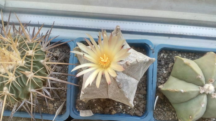 Astrophytum myriostigma tulense