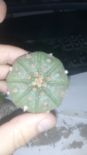 Astrophytum asterias - Cactusi