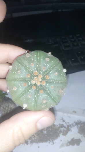 Astrophytum asterias