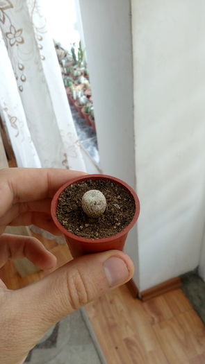 Epithelantha micromeris