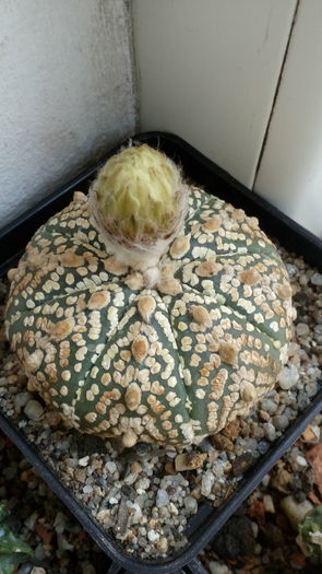 Astrophytum asterias cv Superkabuto - Cactusi infloriti