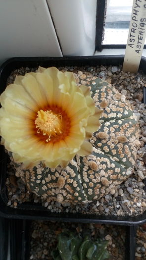 Astrophytum asterias cv. Superkabuto - Cactusi infloriti