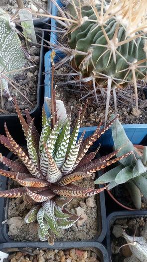 Haworthia fasciata - Suculente