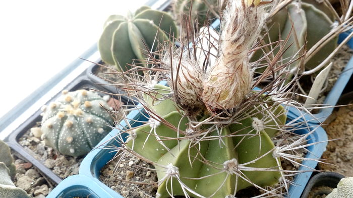 Astrophytum hb senile x asterias - Cactusi infloriti