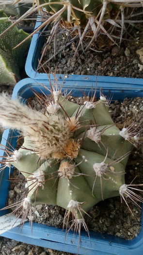 Astrophytum hb senile x asterias