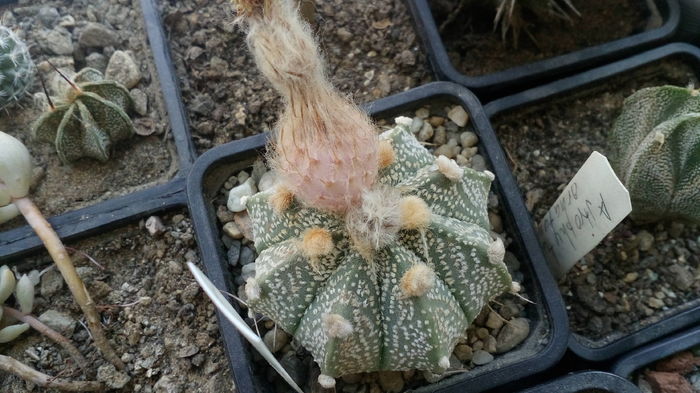 Astrophytum asterias hb. - Cactusi infloriti
