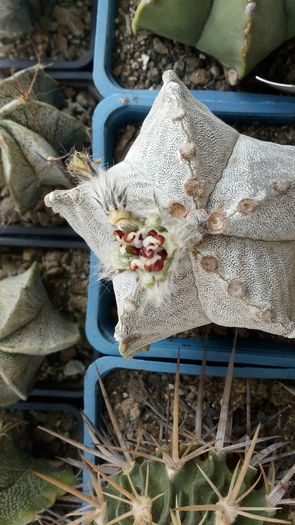 Astrophytum myriostigma