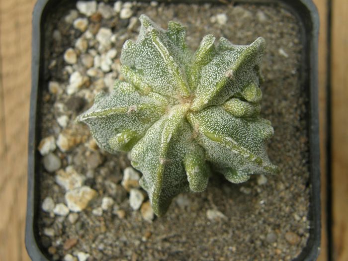 Astrophytum myriostigma cv. Fukuryu