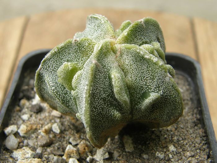 Astrophytum myriostigma cv. Fukuryu