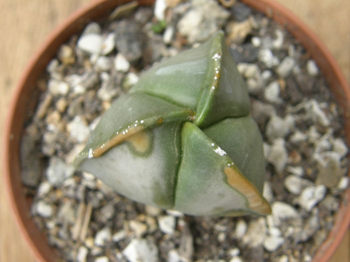 Astrophytum myriostigma nudum fma. tricostatum - Cultivari Astrophytum