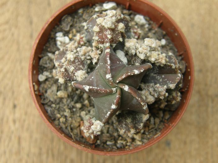 Astrophytum myriostigma hb. caespitosa