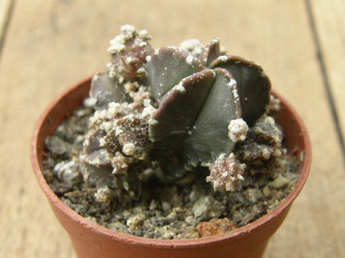 Astrophytum myriostigma hb. caespitosa