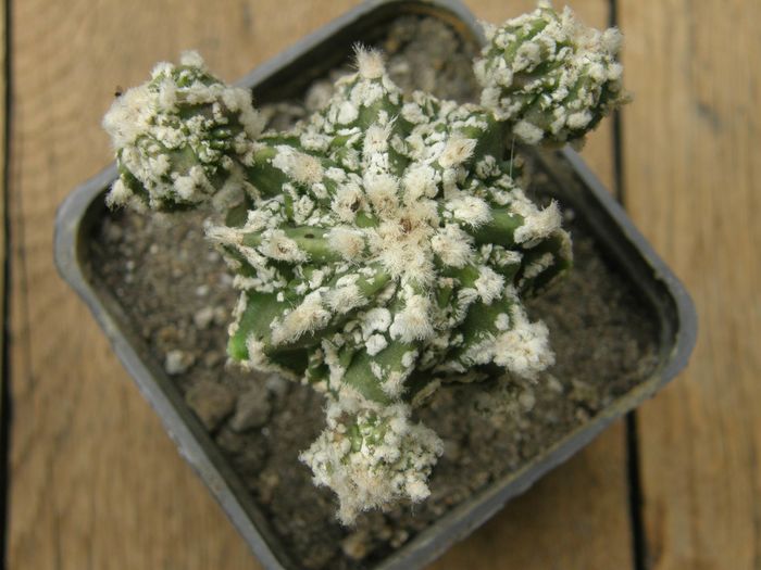 Astrophytum myriostigma cv. Fukuryu - Cultivari Astrophytum