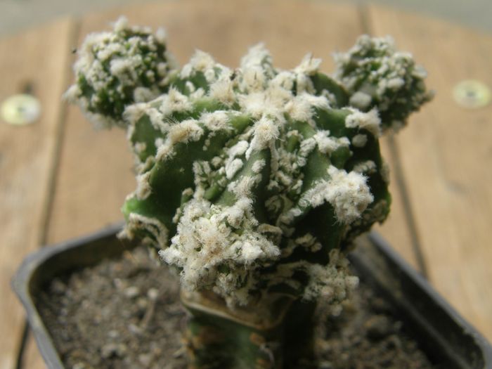 Astrophytum myriostigma cv. Fukuryu