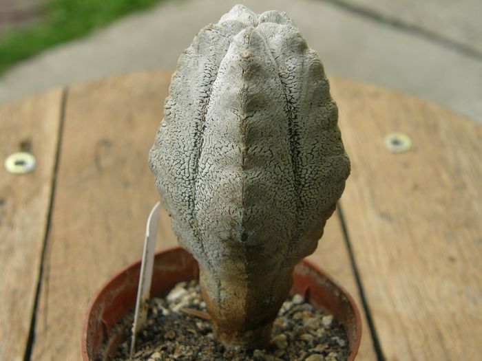 Astrophytum myriostigma cv. Onzuka