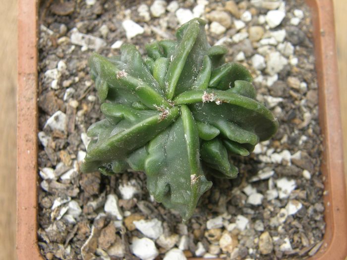 Astrophytum myriostigma cv. Fukuryu nudum