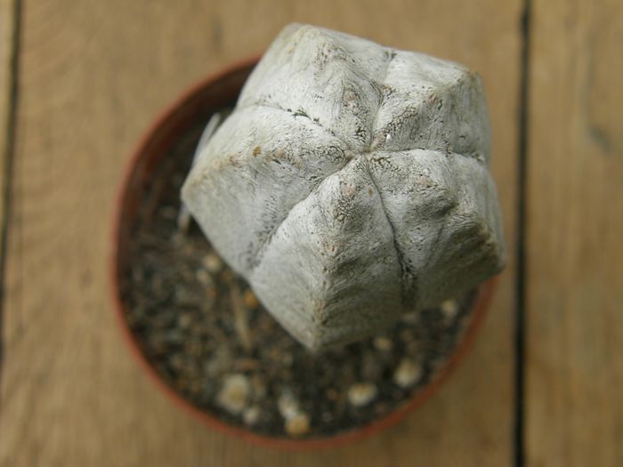 Astrophytum myriostigma cv. Onzuka - Cultivari Astrophytum