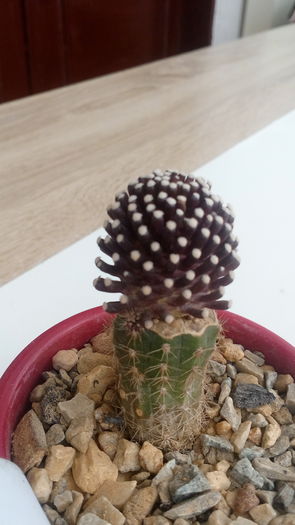 Mammillaria luethyi - Cactusi