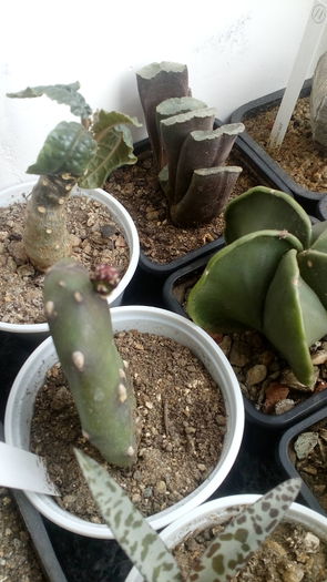 Grup suculente; Dorstenia foetida, Haworthia truncata, Opuntia hb, Ledebouria socialis
