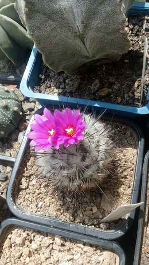 Turbinicarpus viereckii