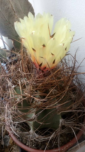 Astrophytum senile - Cactusi infloriti