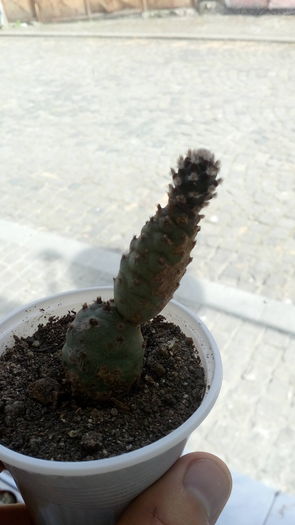 Tephrocactus strobiliformis - Cactusi