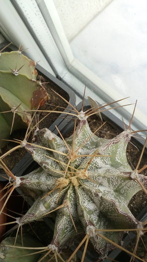 Astrophytum ornatum - Cactusi
