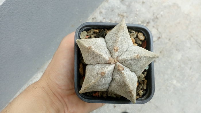 Astrophytum myriostigma v. potosinum