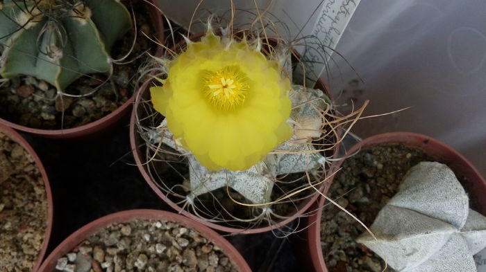 Astrophytum capricorne "CRASSISPINOIDES" - Cactusi infloriti