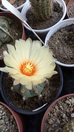 Astrophytum senile hb.