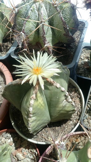 Astrophytum myriostigma v. nudum - Cactusi infloriti