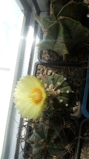 Astrophytum asterias hb. - Cactusi infloriti