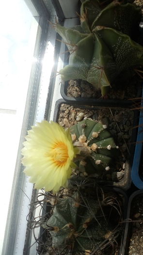 Astrophytum asterias hb.