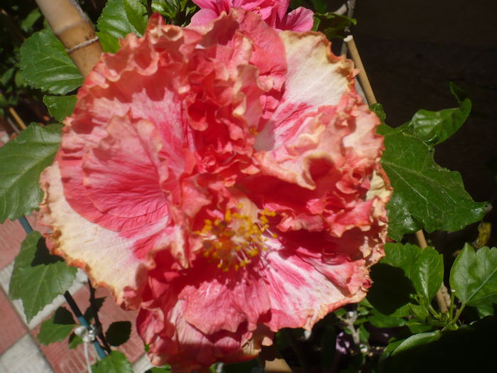 P1290082 - HIBISCUSI 2016-5