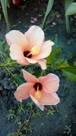  - Muscate si alte plante