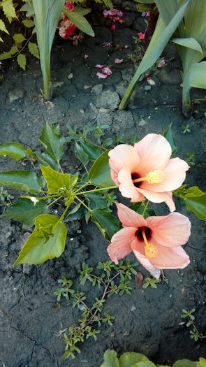  - Muscate si alte plante