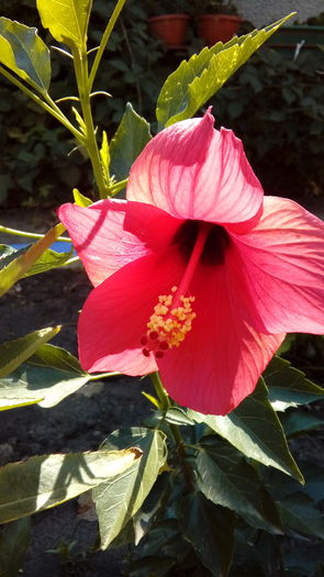 1471093194677-725997458 - Muscate si alte plante