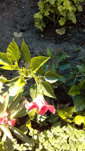  - Muscate si alte plante