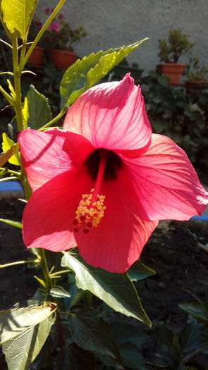 1471093228186-683611827 - Muscate si alte plante