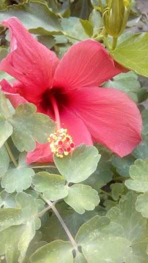  - Muscate si alte plante