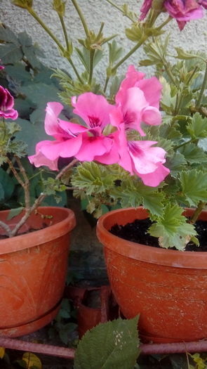 1471094298824-237346626 - Muscate si alte plante