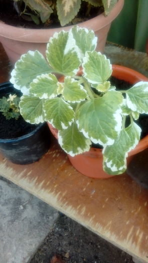  - Muscate si alte plante