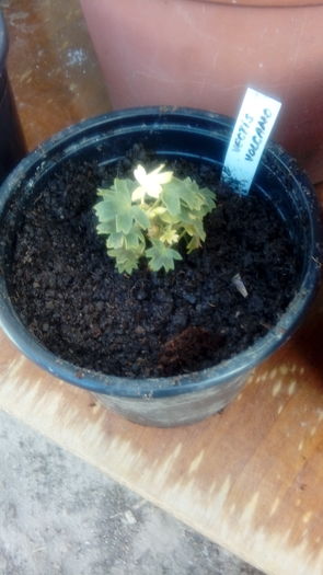 1471100242623-325117479 - Muscate si alte plante