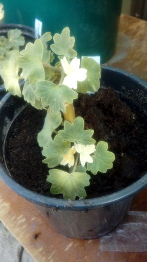  - Muscate si alte plante