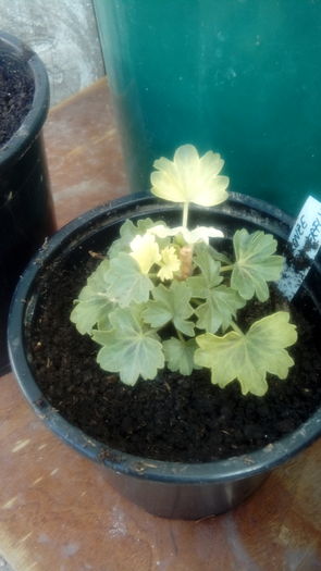  - Muscate si alte plante