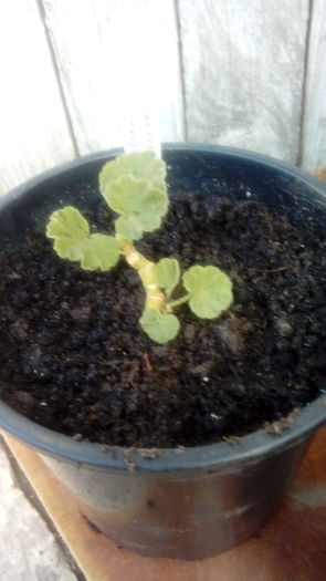 1471100271353-1845643189 - Muscate si alte plante